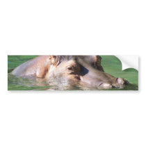 Hippopotamus Swimming On The Surface Bumper Stickers