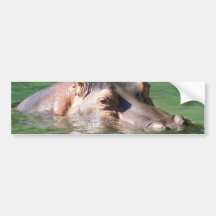 Hippopotamus Swimming On The Surface Bumper Stickers