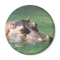 Hippopotamus Swimming On The Surface Fridge Magnet