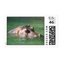 Hippopotamus Swimming On The Surface Postage Stamp
