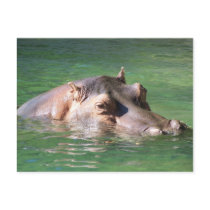 Hippopotamus Swimming On The Surface Post Cards