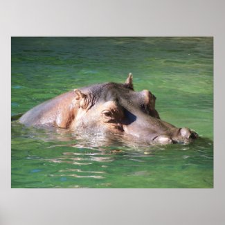 Hippopotamus Swimming On The Surface Posters