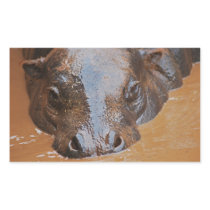 Hippopotamus swimming rectangle sticker