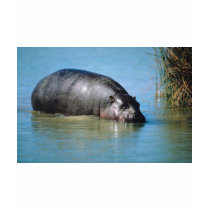 hippopotamus t-shirts