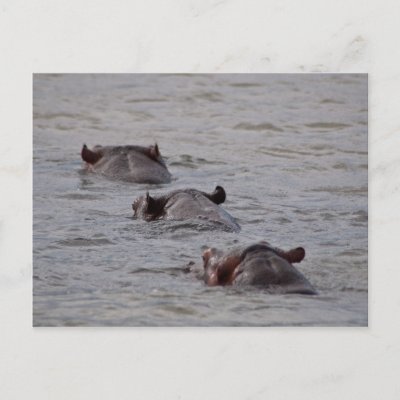 Hippos Postcard