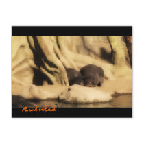Hippos Postcard