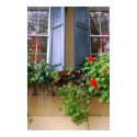 Historic Charleston Window Box posters