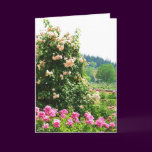 Historical Rose Garden