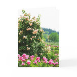 roses, lovely, pink, rose, beautiful, fragrant,