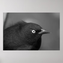 Hitchcock scary bird posters