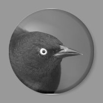 Hitchcock's bird magnets