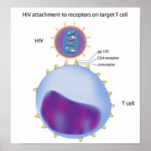 HIV attachment to target T cell Poster