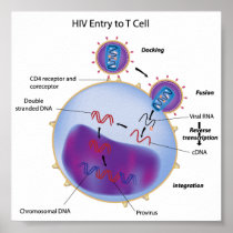 HIV entry to T cell Poster