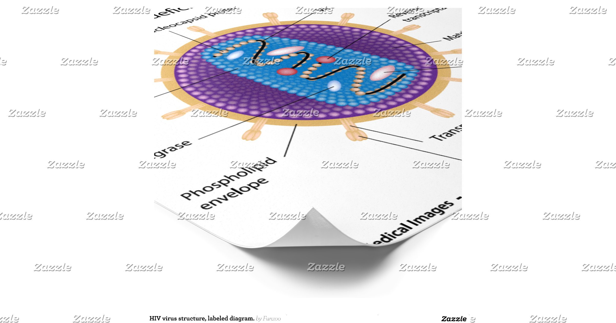 HIV virus structure, labeled diagram. Poster | Zazzle
