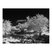 Hoar Frost on the Sods posters