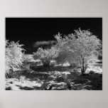 Hoar Frost on the Sods Print