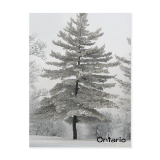 Hoar Frost Tree - Postcard postcard