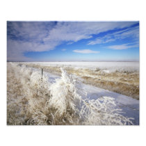 Hoarfrost coats tumbleweed and fenceline near