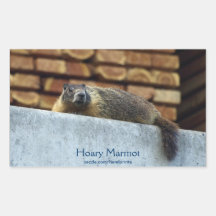 Hoary Marmot (Whistler) Wildlife Sticker