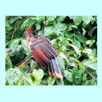 Hoatzin "Stinky Turkey"  Pastaza River, Ecuadorean postcards