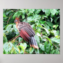 Hoatzin "Stinky Turkey"  Pastaza River, Ecuadorean Poster
