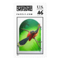 Hoazin-Opisthocomus Hoazin-"Cigana" - card postage