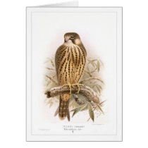 Hobby Cards