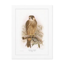 Hobby Post Card