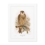 Hobby postcards