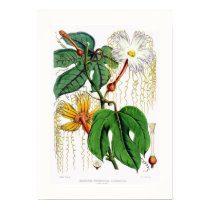 Femelle de heteroclita de Hodgsonia posters by Botany_Boy Femelle de heteroclita de Hodgsonia posters