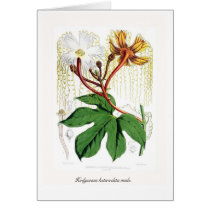 Hodgsonia heteroclita male. cards by Botany_Boy Hodgsonia heteroclita male. cards