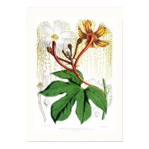 Mâle de heteroclita de Hodgsonia posters by Botany_Boy Mâle de heteroclita de Hodgsonia posters