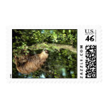 Hoffmann's two-toed sloth stamp
