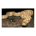 Hog Nose Snake posters