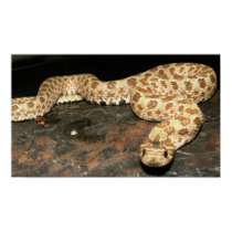 Hog Nose Snake posters by Natures_Whisper Hog Nose Snake posters