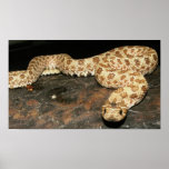 Hog Nose Snake posters