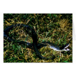 Hog-nosed Snake Greeting Cards