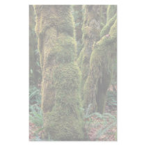 Hoh Rain Forest, Olympic National Park, Washington Customized Stationery
