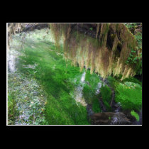 Hoh Rain Forest postcards