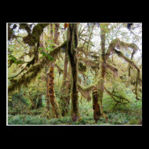 Hoh Rain Forest postcards