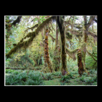 Hoh Rain Forest postcards