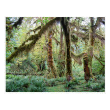 Hoh Rain Forest Postcards