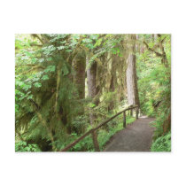 Hoh Valley Rain Forest Postcard