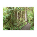 Hoh Valley Rain Forest Postcard by hopefulone Hoh Valley Rain Forest Postcard