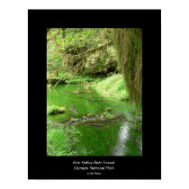 Hoh Valley Rain Forest Poster (stream) posters