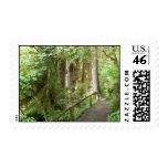 Hoh Valley Rainforest Postage