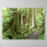 Hoh Valley Rainforest Trail Poster