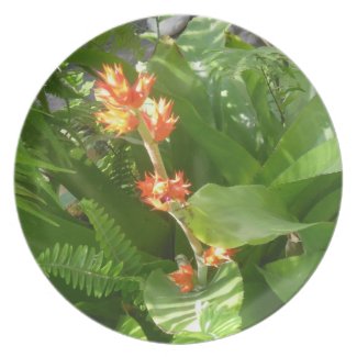 Hohenbergia Stellata Plate plate
