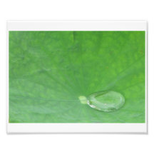 Hoja de Lotus Impresiones Fotográficas