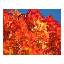 Hojas de otoño rojas del amarillo anaranjado de la